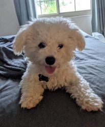 8 month old Bichon Frise for rehome