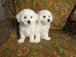 Beautiful Bichon Frise puppies