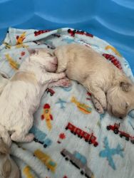 Bishon/toy poodle puppies for sale