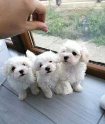 Pure Bichon Frise pups for sale