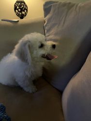 Bichon puppy for sale