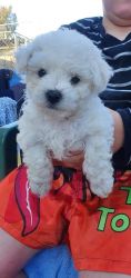 Bichon frise puppies available for sale