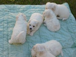 Adorable bichon frise puppies