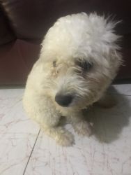 Bichon frise puppy for sale
