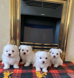 Bichon frise puppies for new homes