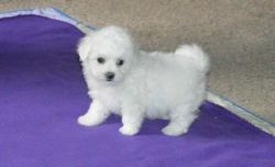 Bichon frise puppies available for new homes