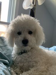 Bichon Frese young adult for sale