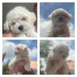 Bichon Frise for sale 2 males available