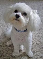 A Bichon Frise for a new home