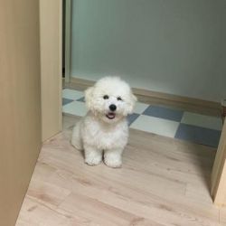Good looking Bichon Frise Puppies for sale