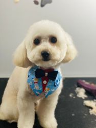 Bichonpoo for sale