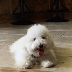 Selling 10 month old Bichonpoo