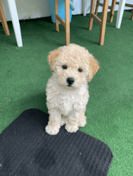 Adorable Bichpoo for sale