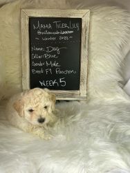 Poochon Male - Available 3/17/2022
