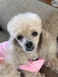 Female Five year old Poodle Bichon mix