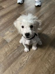 Snowy needs a new home