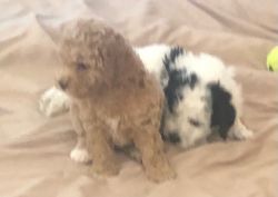 Incrediblely personable Bichon Poodle puppies!