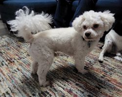 2yr bichonpoo with pen