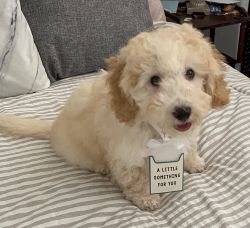 Bichpoo - Ready for Homing