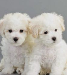 Bishon Puppies