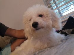 Bichpoo 6 months old lovable registered