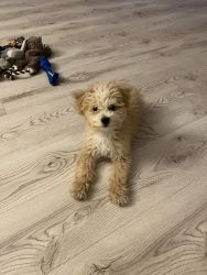 Sweet Male Bichonpoo Puppy For Sale