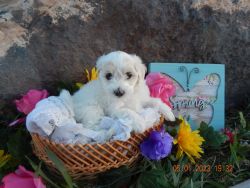 Bichonpoo Puppies for sale