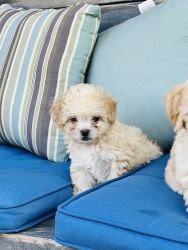 Puppies, multi-poo, Maltese