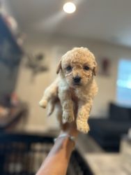 Adorable toy poodle mix puppy for sale