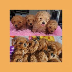 Poochon puppys for sail