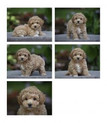 Bichpoo Puppy for Sale