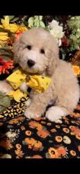 Bichonpoo and Cavapoo Pups For Sale