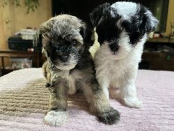 Cuddly Bichpoo Puppies