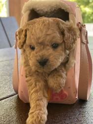 Bichonpoo Male for Sale