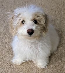 Bichonpoo For Sale