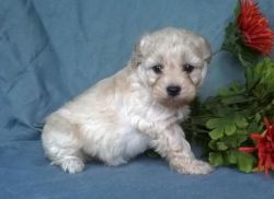 Awesome Male/female Bichonpoo Puppies.