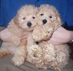 Bicho-poo puppies Non shedding hypo allergenic
