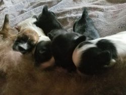 Four pups for sale