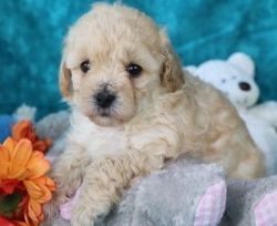 Sweetest little Bichanpoo puppies for sale