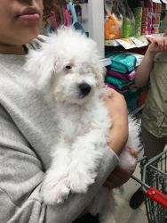 Loveable Bichonpoo