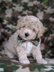 Male Bichonpoo for Sale (9 weeks old)