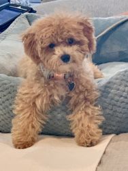 AKC registered Bichon Poo puppy (17 weeks)