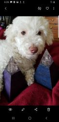 TWO purebred bichonpoo, 3 yrs old, healthy, house trained, love
