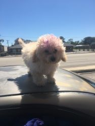 Bichon poodle mix looking for a loving loving home
