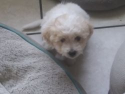 Quintessential lap dog puppies for sale! Bichon- yorkipoo