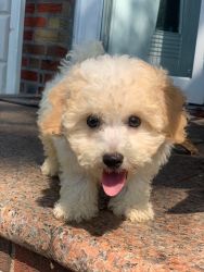 mellow is a3 month old bichpoo that’s full of so much energy :)