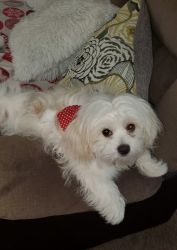Bichonpoo 11 months to rehome