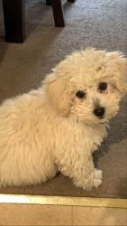 Male Bichon poodle puppy for sale