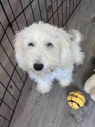 Very loving and energetic. He’s a very smart dog, small and fluffy..