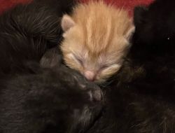 Kittens 9 weeks old